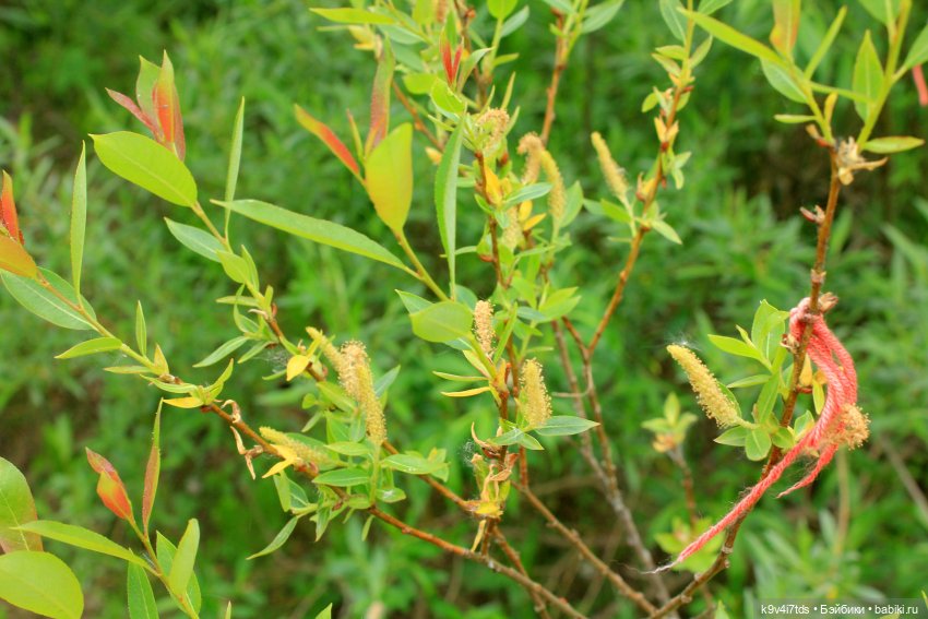 Тайны Природы — Куклы Kaye Wiggs (Кайе Виггс): авторские BJD (БЖД)