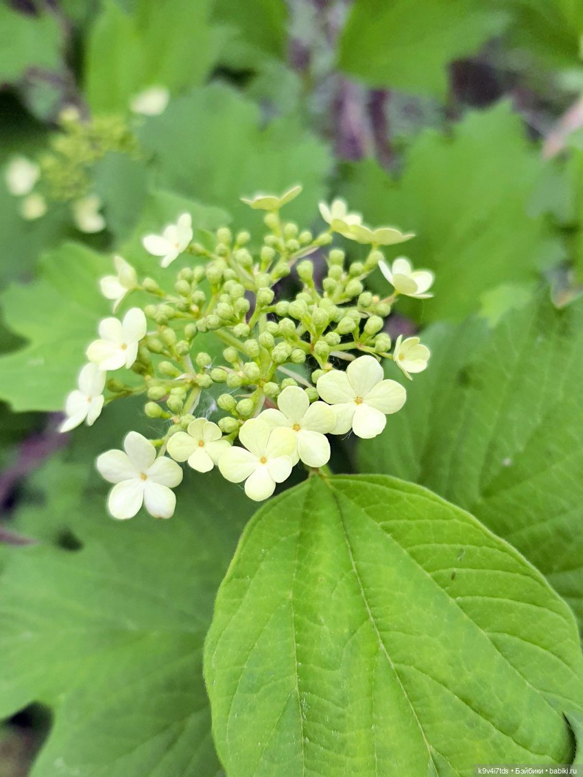 Тайны Природы — Куклы Kaye Wiggs (Кайе Виггс): авторские BJD (БЖД)