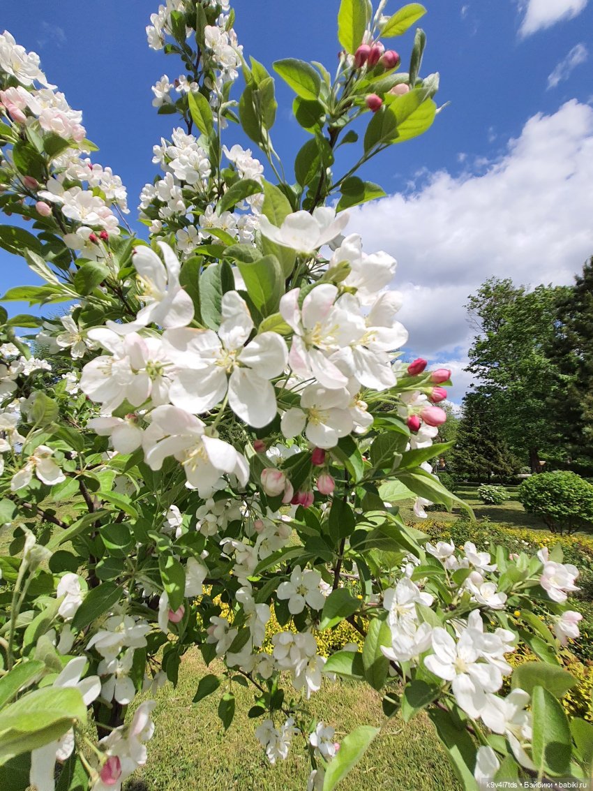 Майская прогулка по Твери. Ч.1, Городской Сад (фото 10)