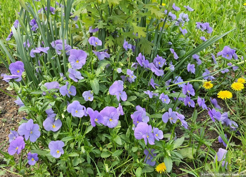 Майская прогулка по Твери. Ч.2, Дворцовый Сад (фото 2)