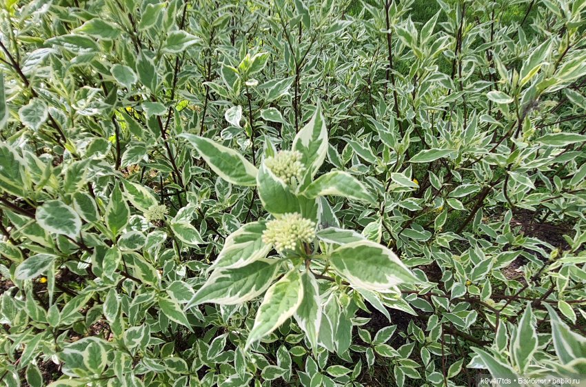 Майская прогулка по Твери. Ч.2, Дворцовый Сад