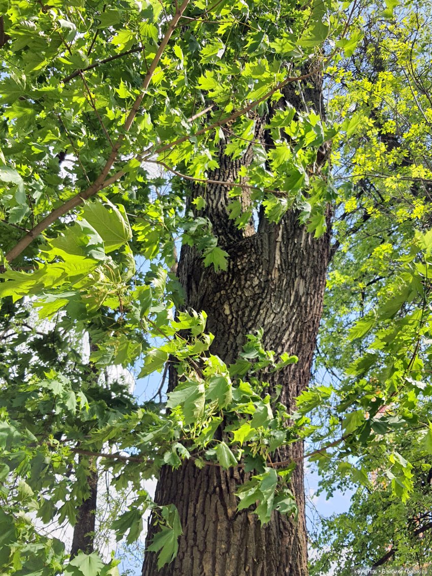 Майская прогулка по Твери. Ч.2, Дворцовый Сад