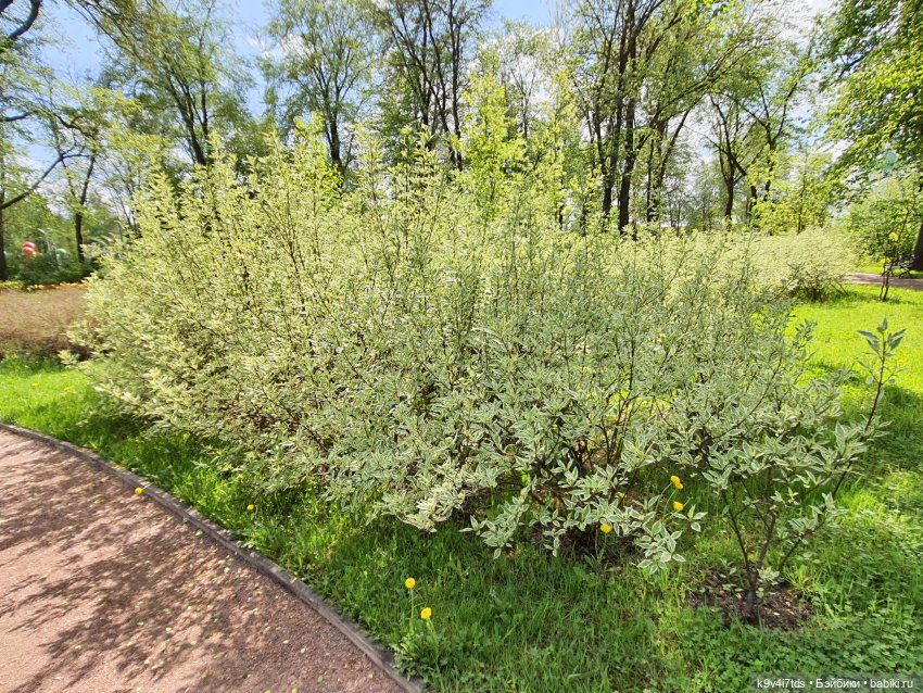 Майская прогулка по Твери. Ч.2, Дворцовый Сад (фото 10)