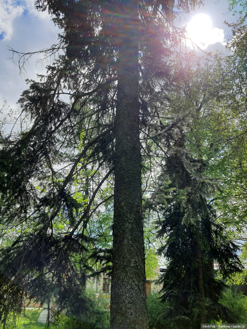 Майская прогулка по Твери. Ч.2, Дворцовый Сад