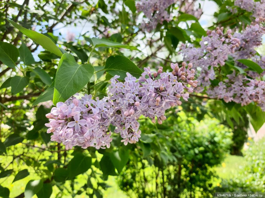 Майская прогулка по Твери. Ч.1, Городской Сад