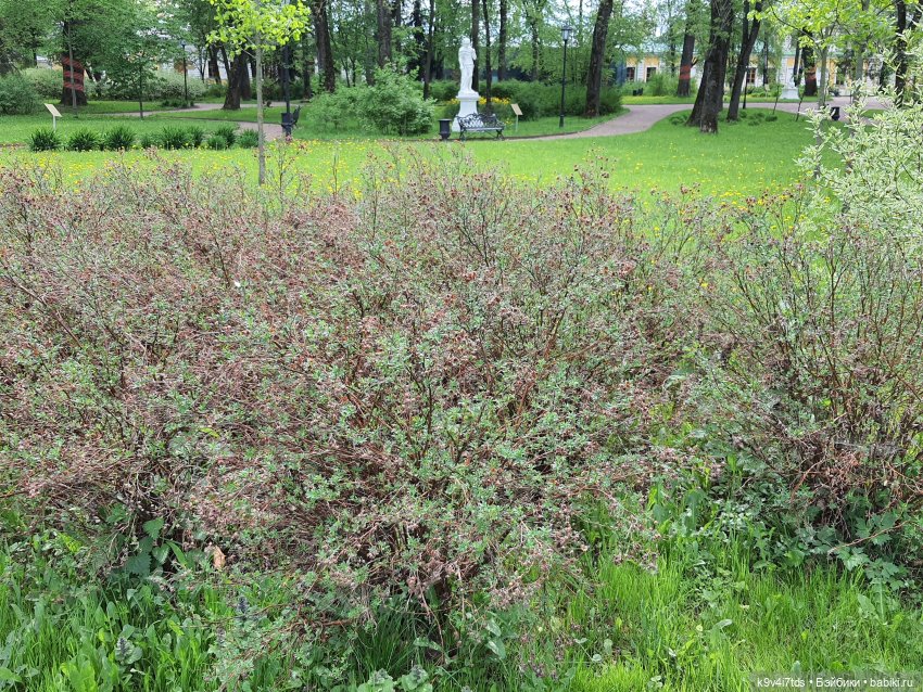Майская прогулка по Твери. Ч.2, Дворцовый Сад