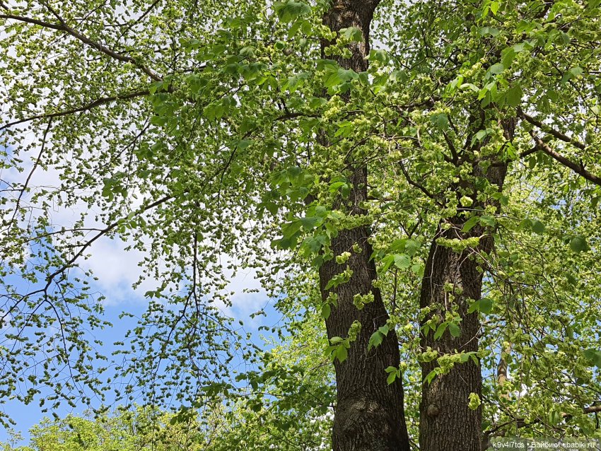Майская прогулка по Твери. Ч.2, Дворцовый Сад