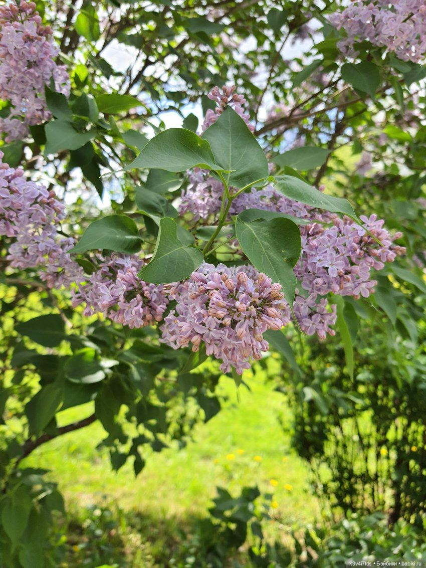 Майская прогулка по Твери. Ч.1, Городской Сад