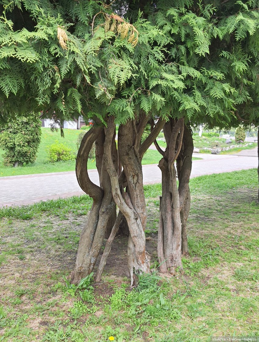 Майская прогулка по Твери. Ч.1, Городской Сад