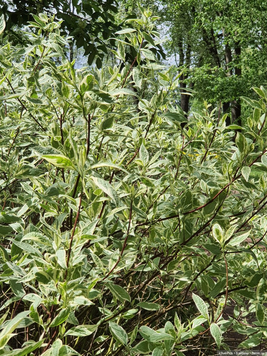 Майская прогулка по Твери. Ч.2, Дворцовый Сад