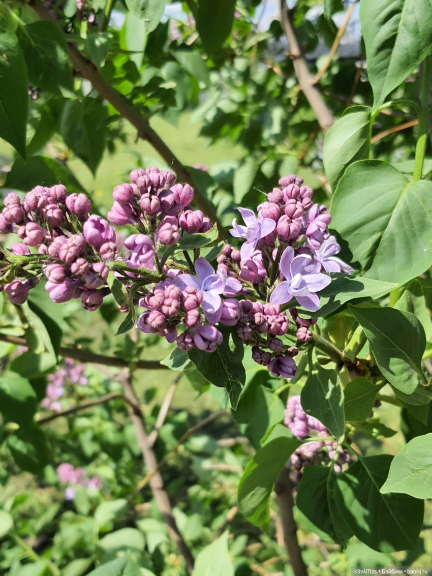 Майская прогулка по Твери. Ч.2, Дворцовый Сад