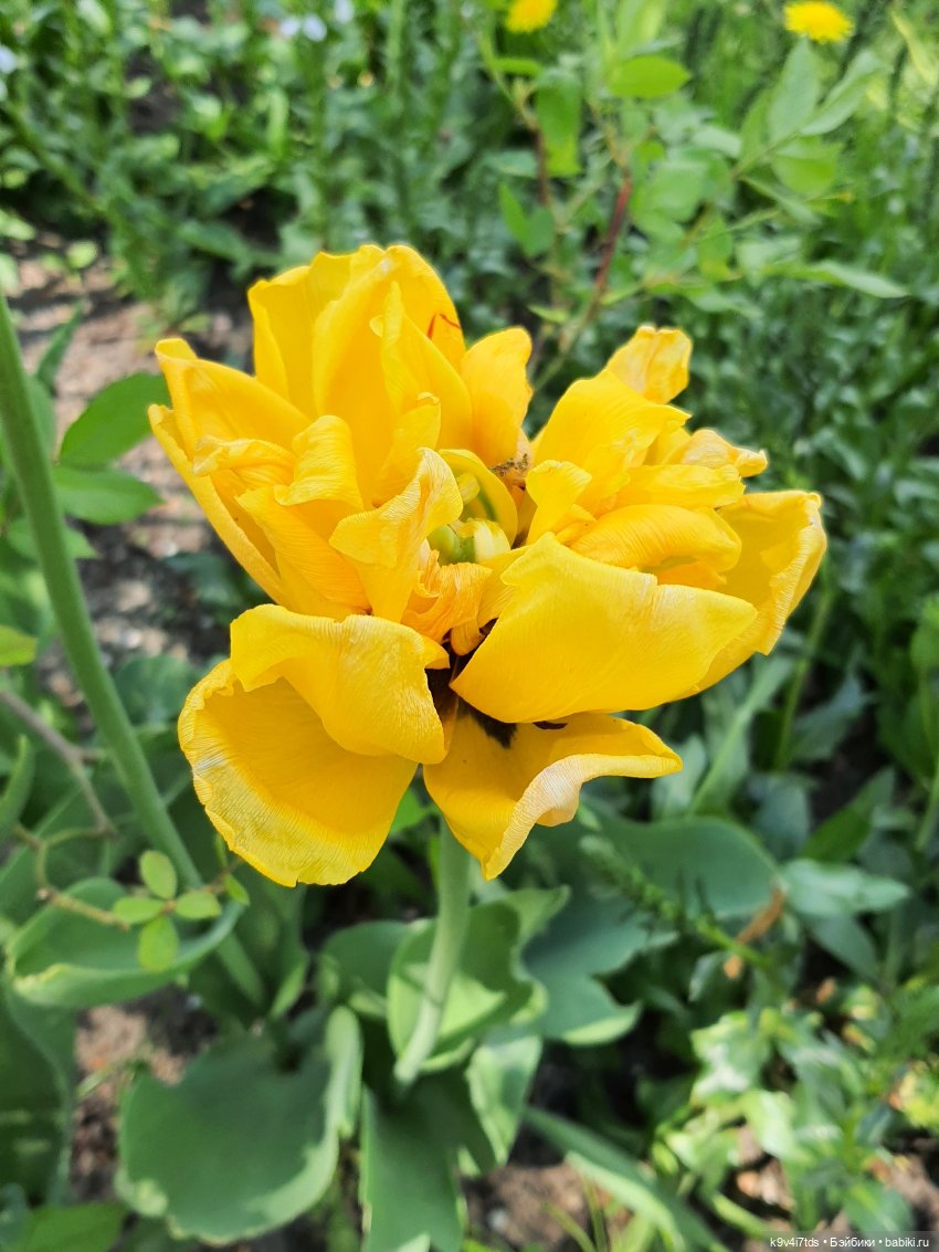 Майская прогулка по Твери. Ч.2, Дворцовый Сад