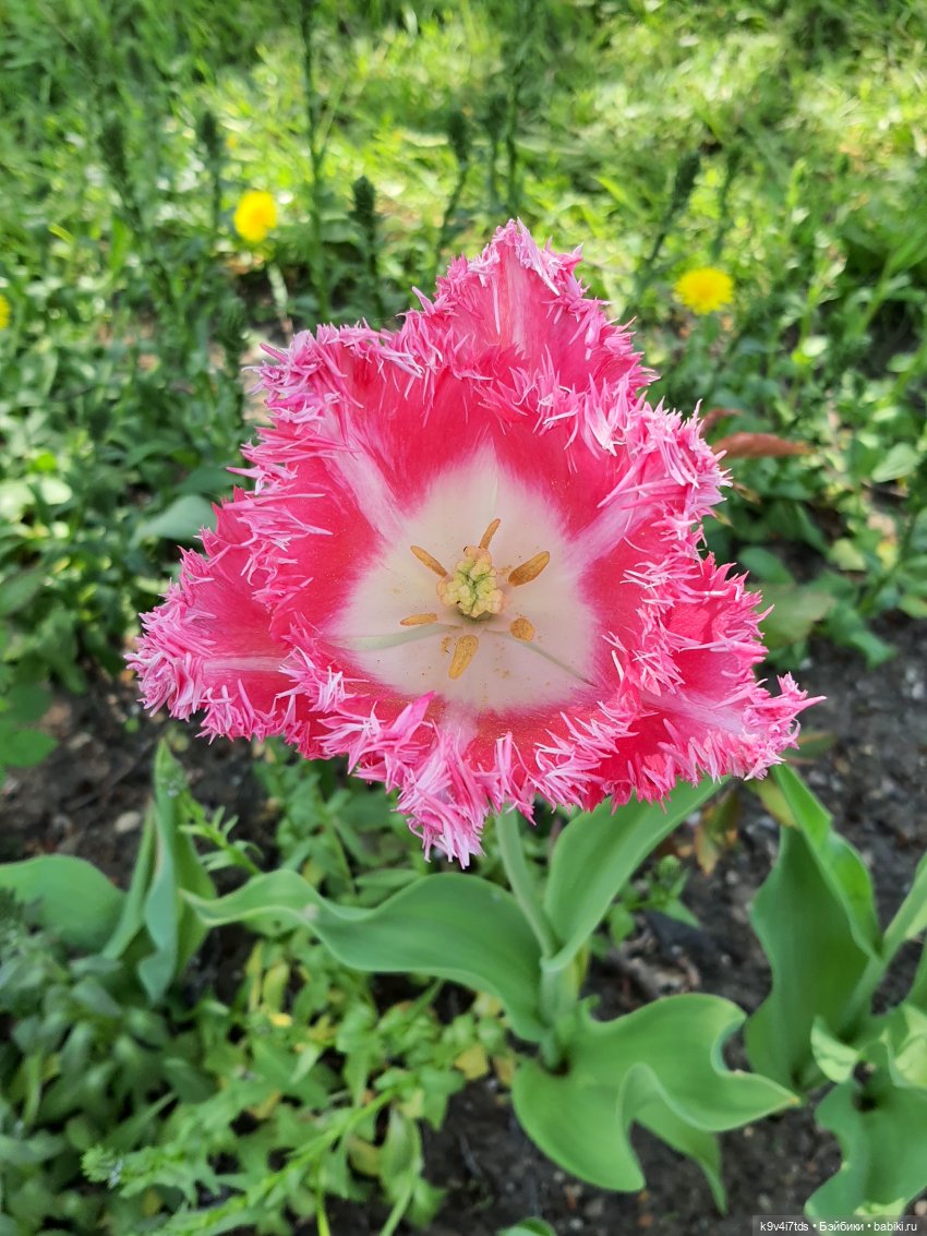 Майская прогулка по Твери. Ч.2, Дворцовый Сад