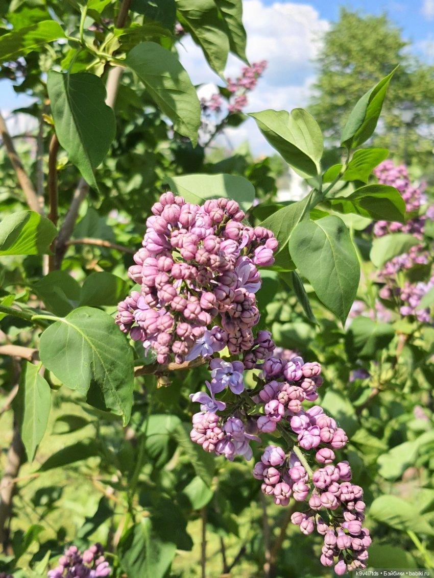 Майская прогулка по Твери. Ч.2, Дворцовый Сад
