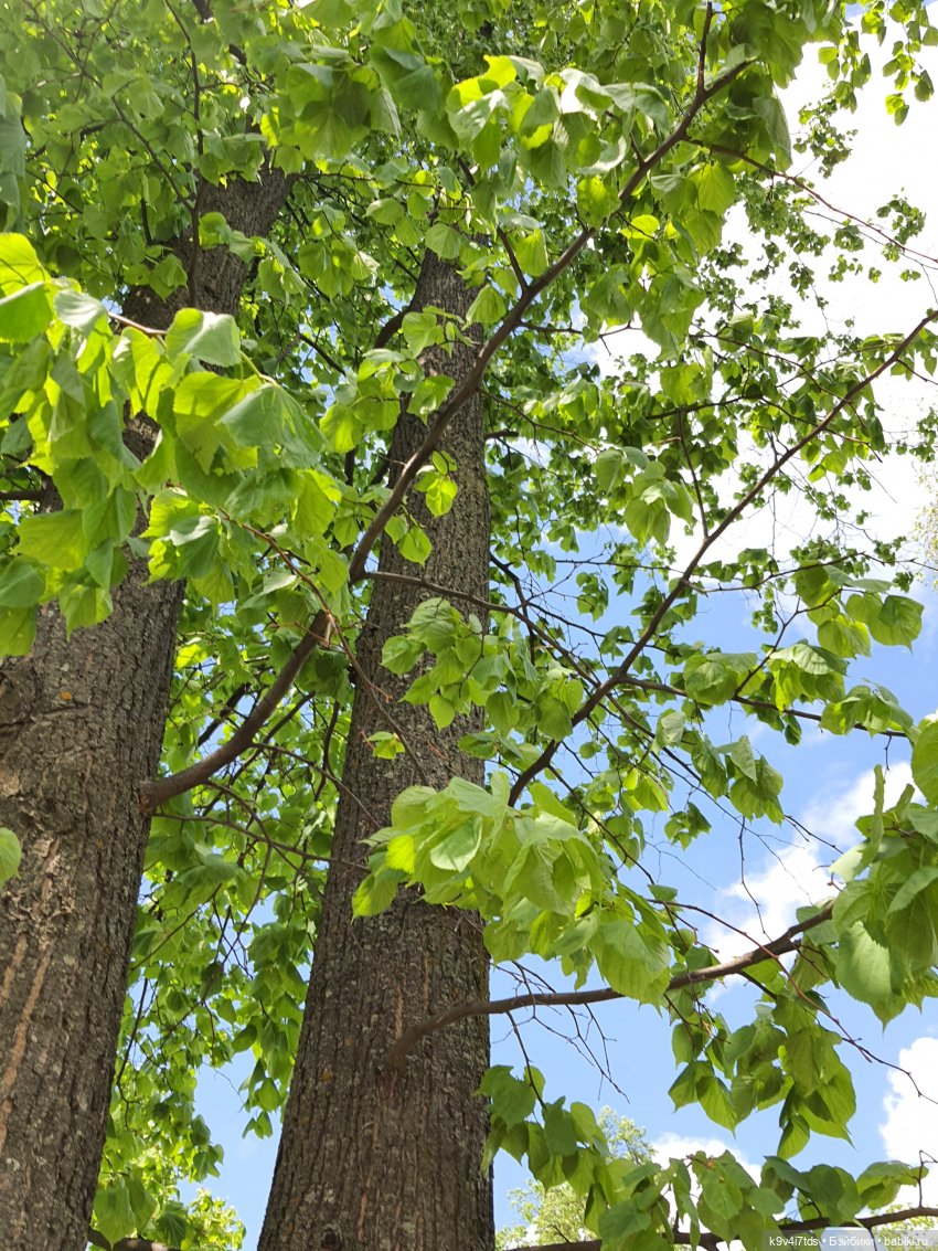 Майская прогулка по Твери. Ч.2, Дворцовый Сад