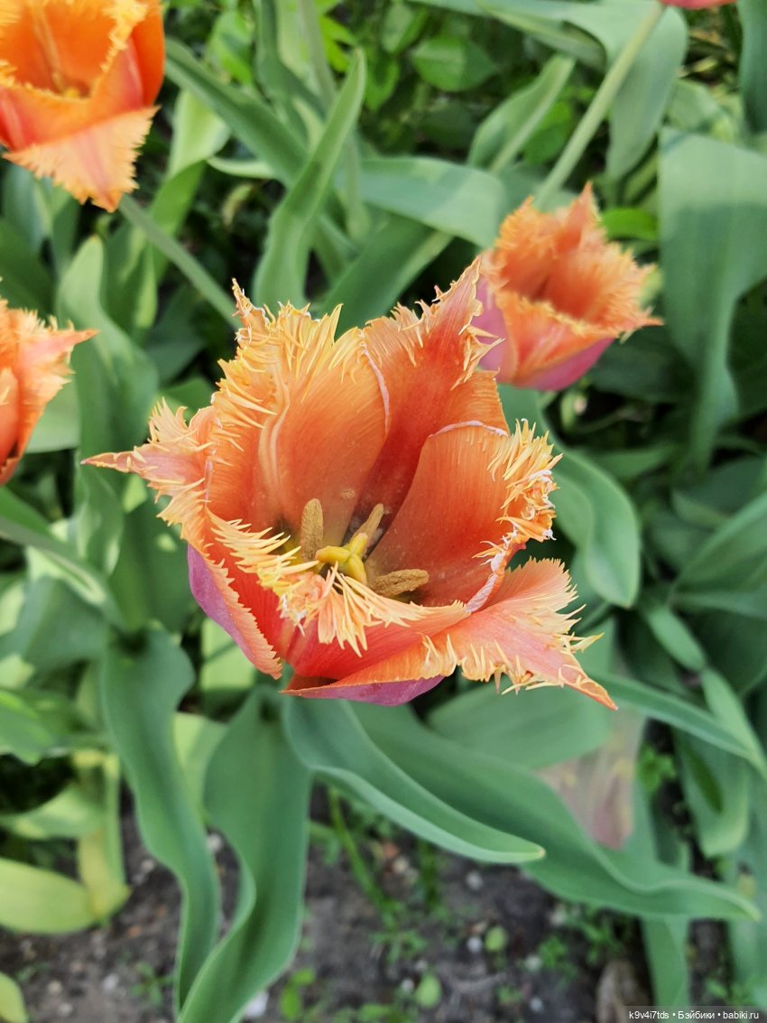 Майская прогулка по Твери. Ч.2, Дворцовый Сад