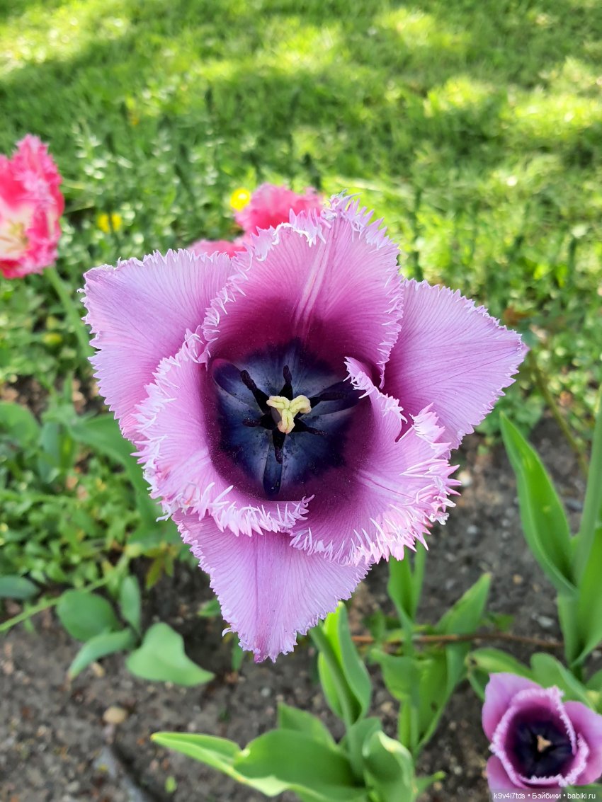 Майская прогулка по Твери. Ч.2, Дворцовый Сад