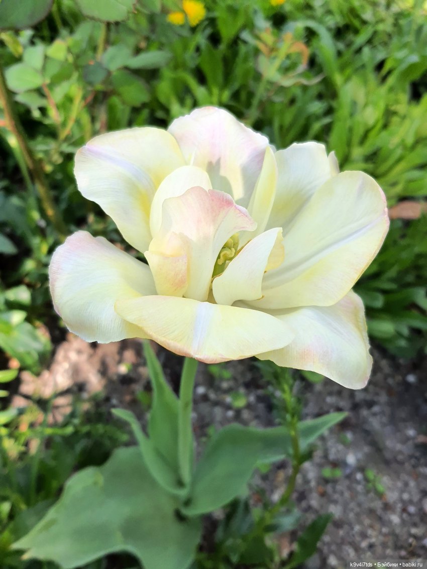 Майская прогулка по Твери. Ч.2, Дворцовый Сад