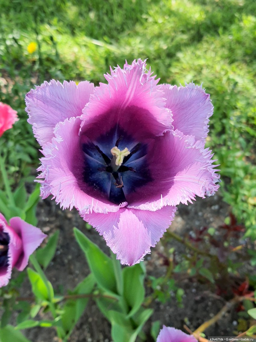 Майская прогулка по Твери. Ч.2, Дворцовый Сад