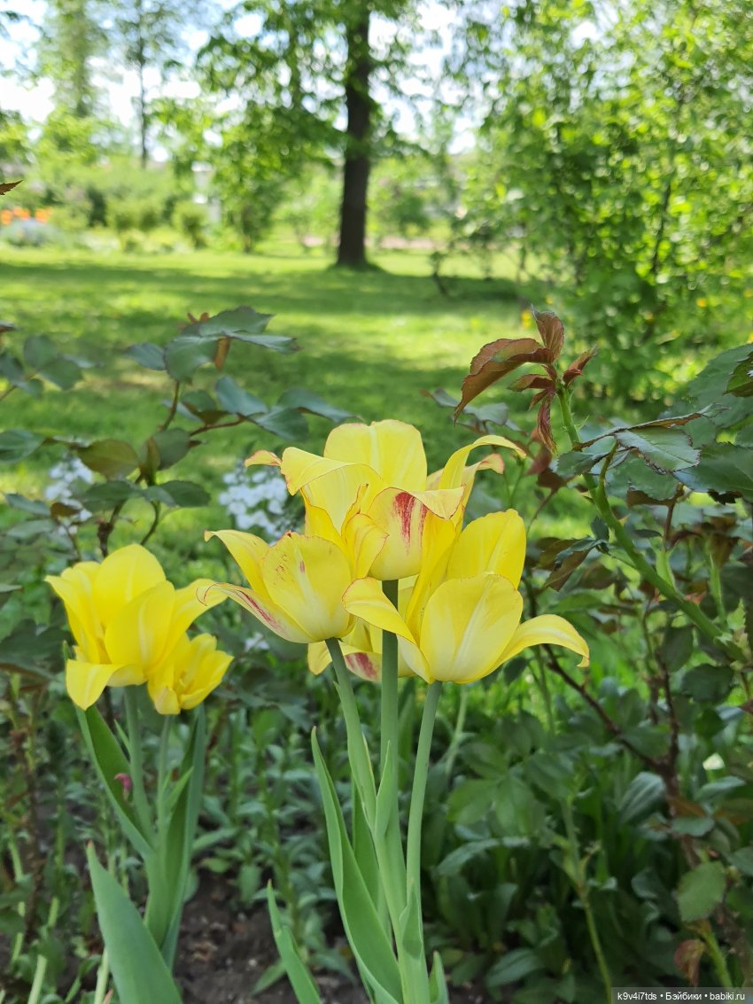 Майская прогулка по Твери. Ч.2, Дворцовый Сад