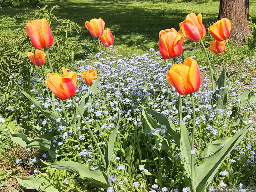 Майская прогулка по Твери. Ч.2, Дворцовый Сад