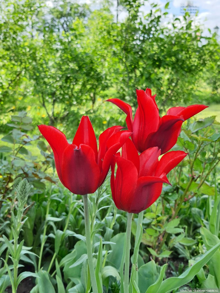 Майская прогулка по Твери. Ч.2, Дворцовый Сад