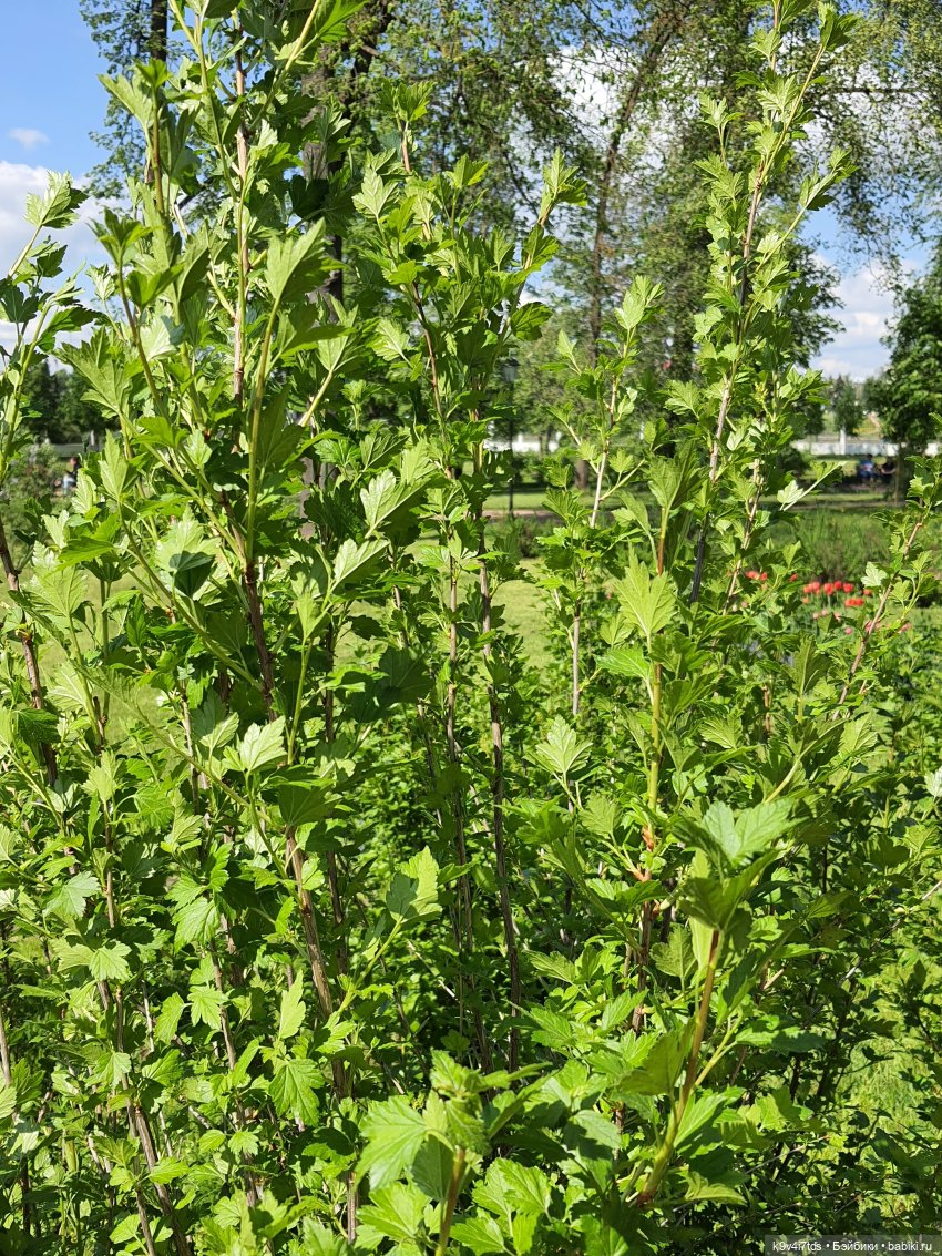 Майская прогулка по Твери. Ч.2, Дворцовый Сад