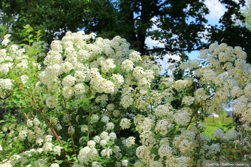 Пушкинский праздник поэзии в Берново 2021 г (фото 4)