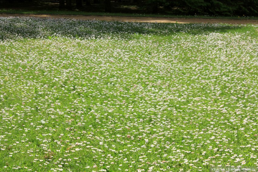 Пушкинский праздник поэзии в Берново 2021 г (фото 3)