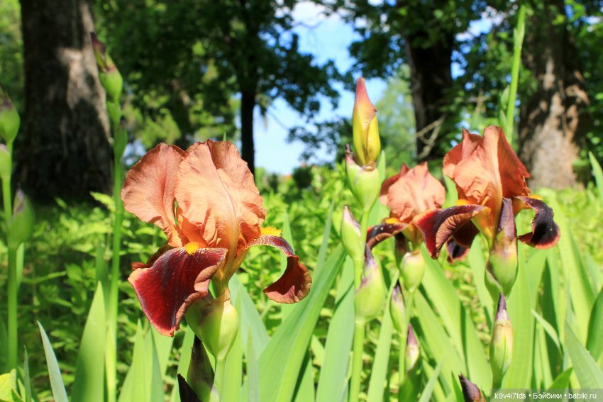 Пушкинский праздник поэзии в Берново 2021 г (фото 6)