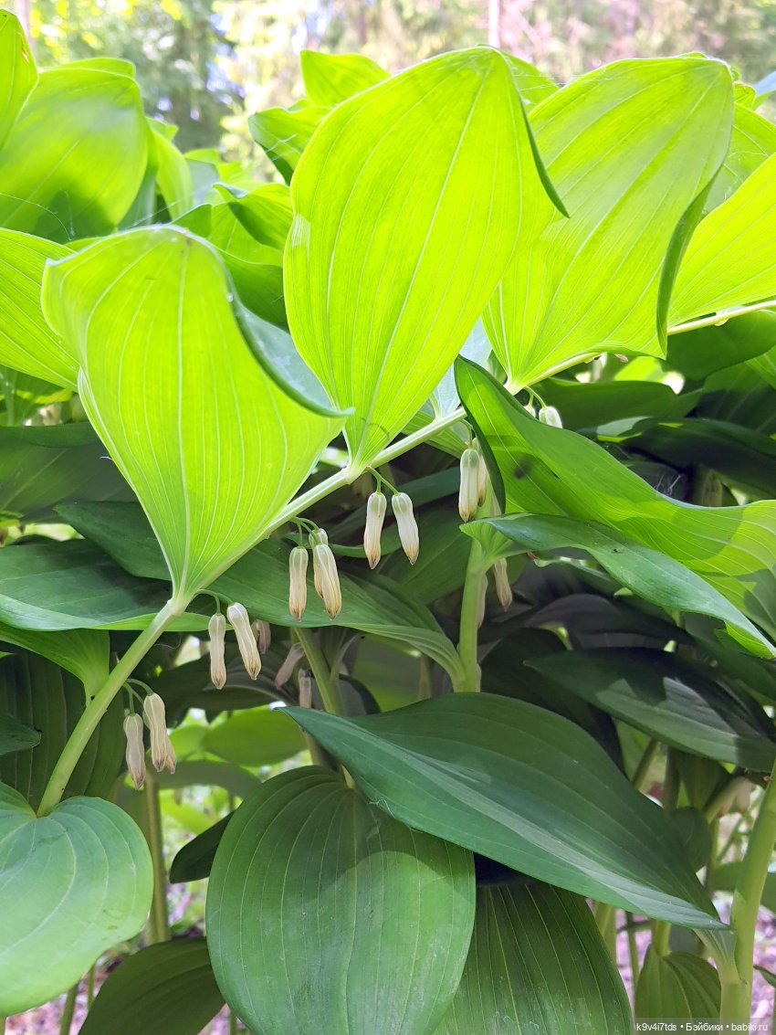 Пушкинский праздник поэзии в Берново 2021 г (фото 8)