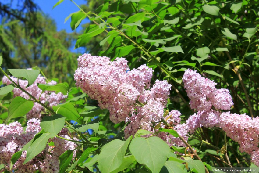 Пушкинский праздник поэзии в Берново 2021 г