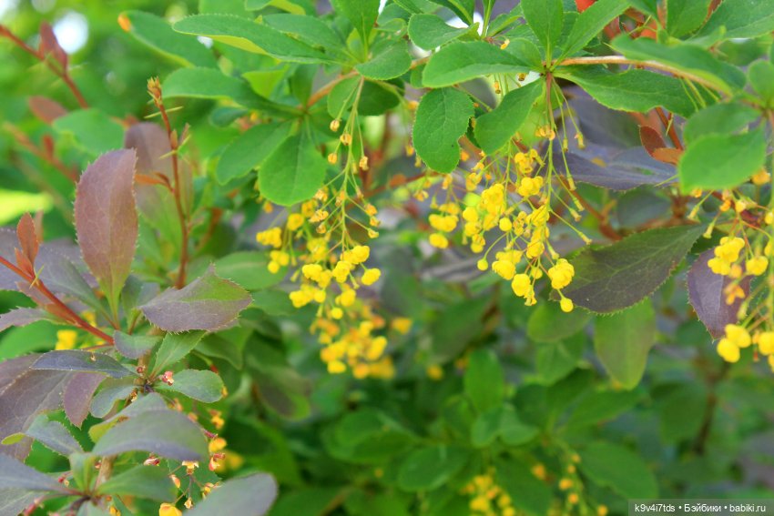 Пушкинский праздник поэзии в Берново 2021 г (фото 2)