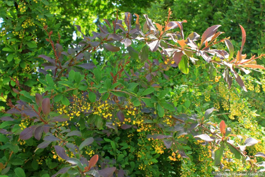 Пушкинский праздник поэзии в Берново 2021 г (фото 5)