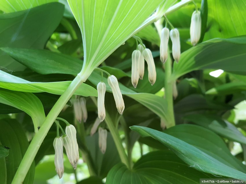 Пушкинский праздник поэзии в Берново 2021 г (фото 9)