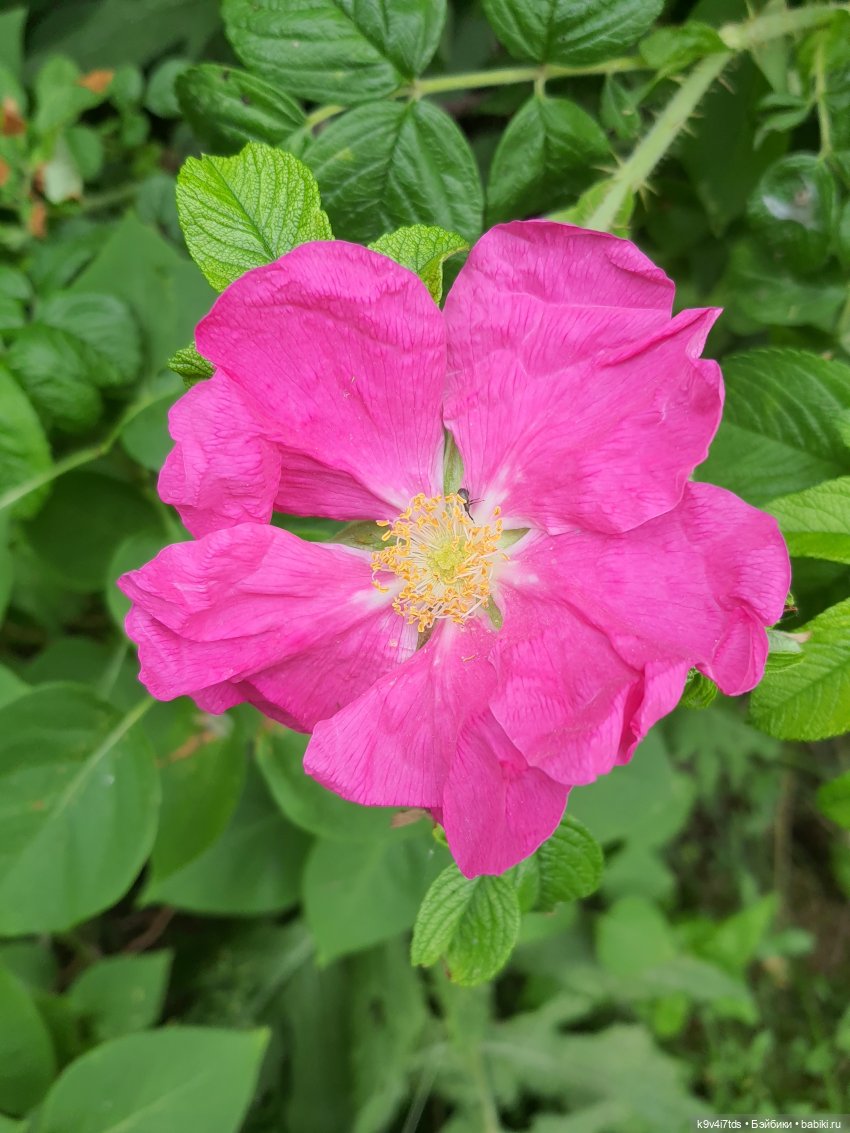 Перед грозой — Куклы Meadow dolls (Медовушки): BJD (БЖД)