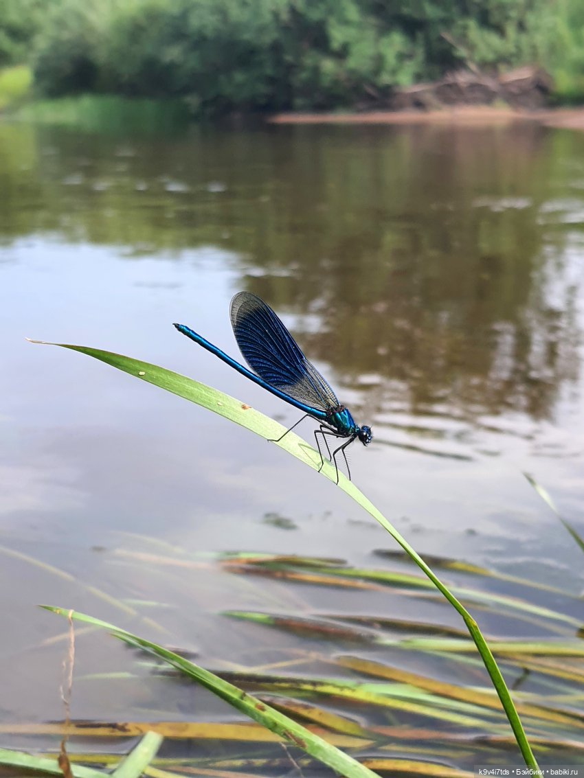Перед грозой — Куклы Meadow dolls (Медовушки): BJD (БЖД)