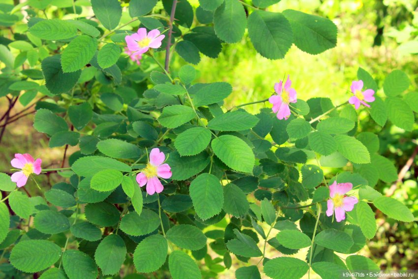 "Троицкие гуляния" в Василёво 2021 г., продолжение