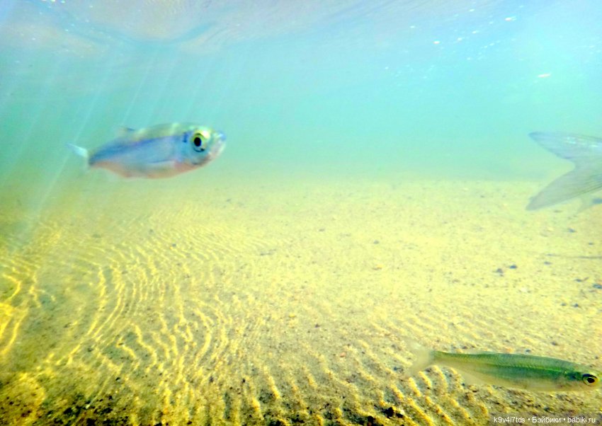 Русалочьи места — Домашние коллекции кукол: фото собраний