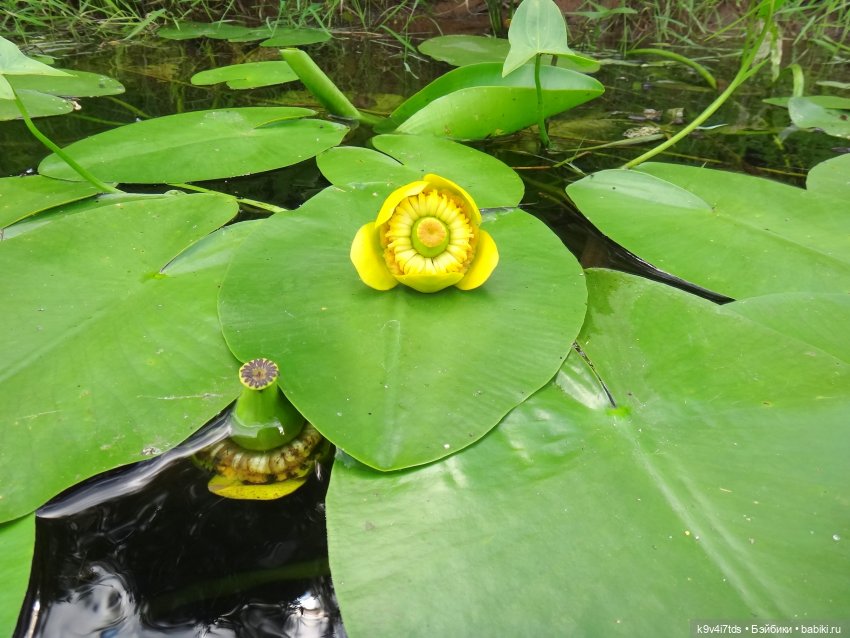 Русалочьи места — Домашние коллекции кукол: фото собраний