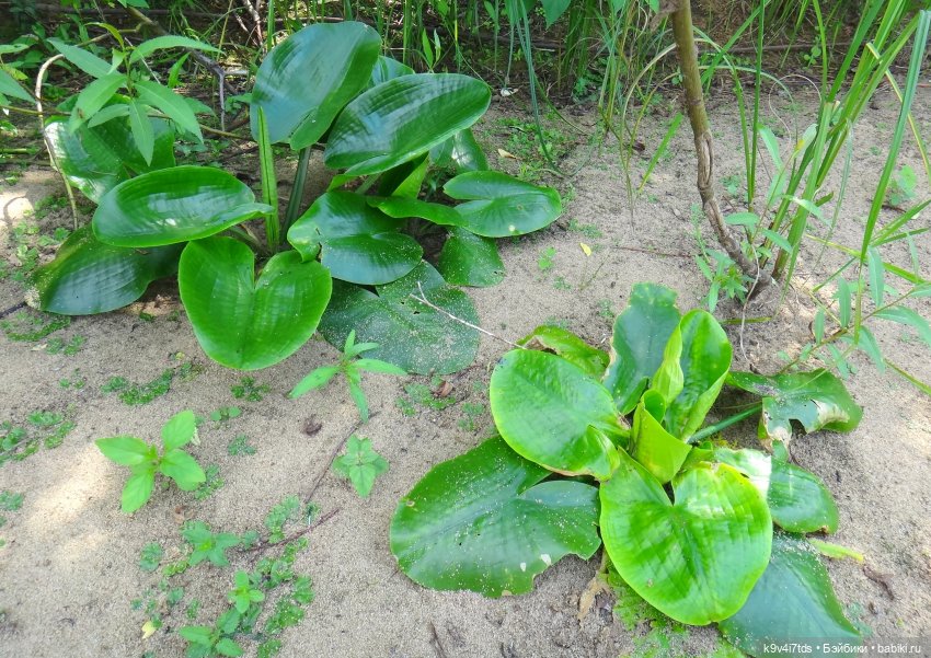 Русалочьи места — Домашние коллекции кукол: фото собраний