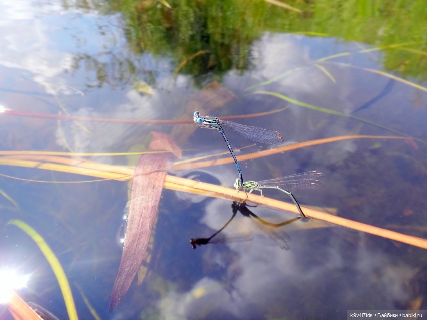 Русалочьи места — Домашние коллекции кукол: фото собраний