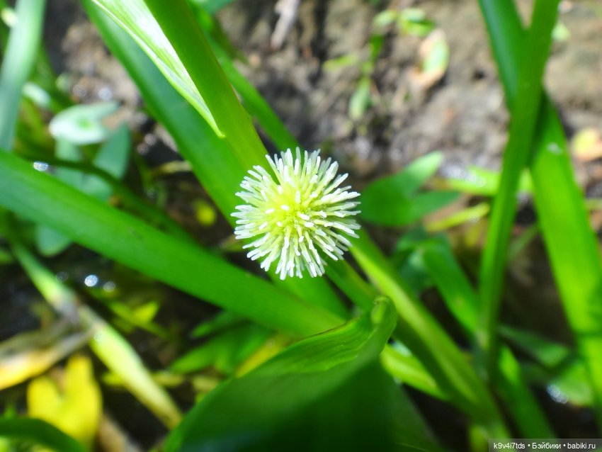 Русалочьи места — Домашние коллекции кукол: фото собраний