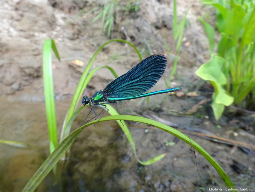 Русалочьи места — Домашние коллекции кукол: фото собраний