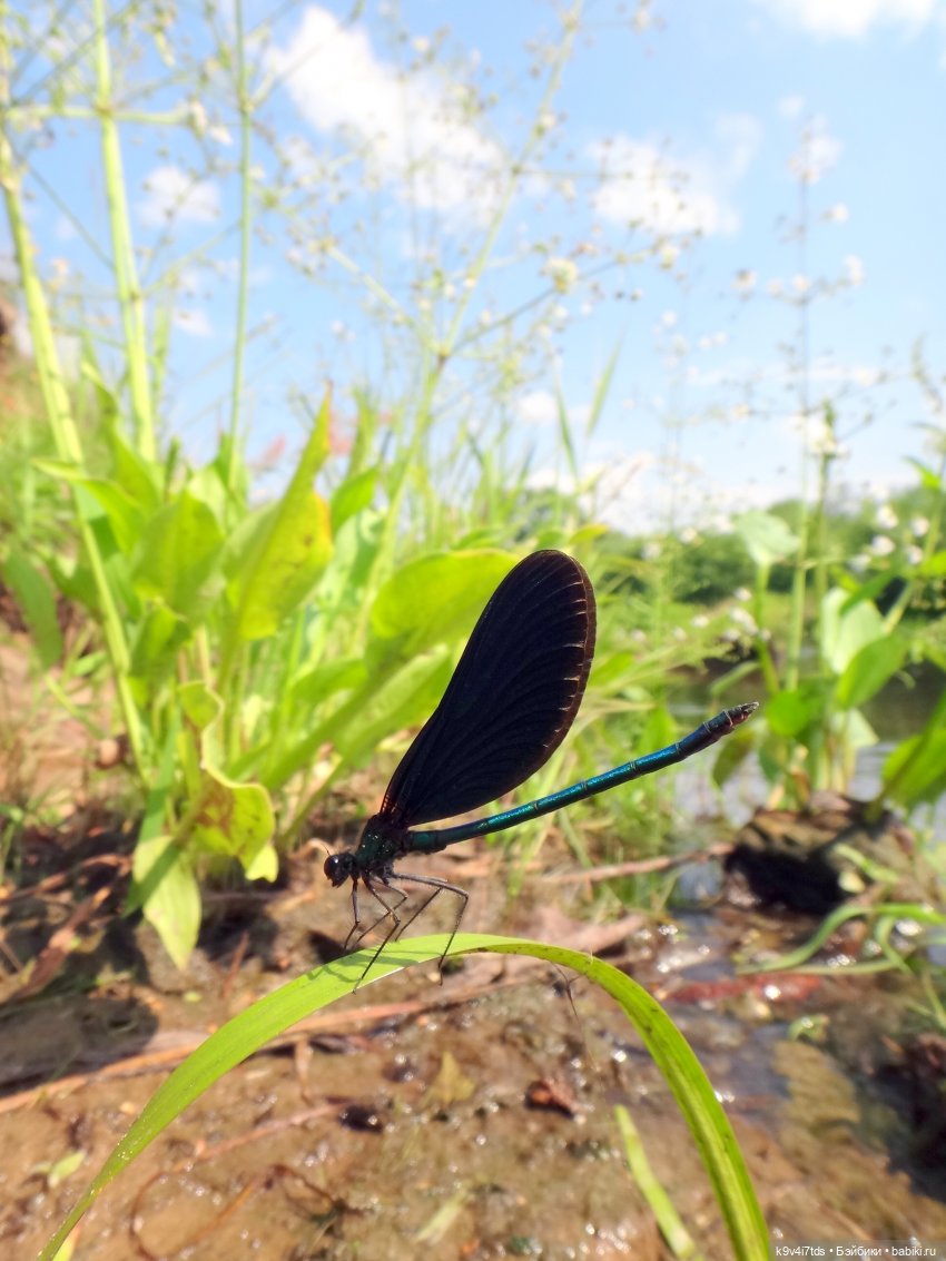 Русалочьи места — Домашние коллекции кукол: фото собраний