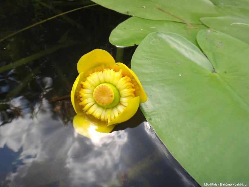 Русалочьи места — Домашние коллекции кукол: фото собраний (фото 5)