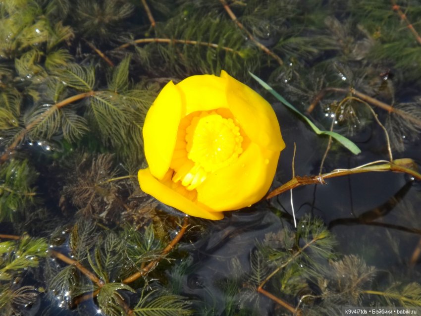 Русалочьи места — Домашние коллекции кукол: фото собраний (фото 8)