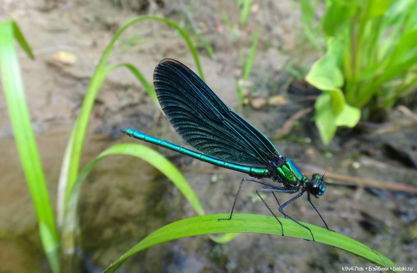 Русалочьи места — Домашние коллекции кукол: фото собраний
