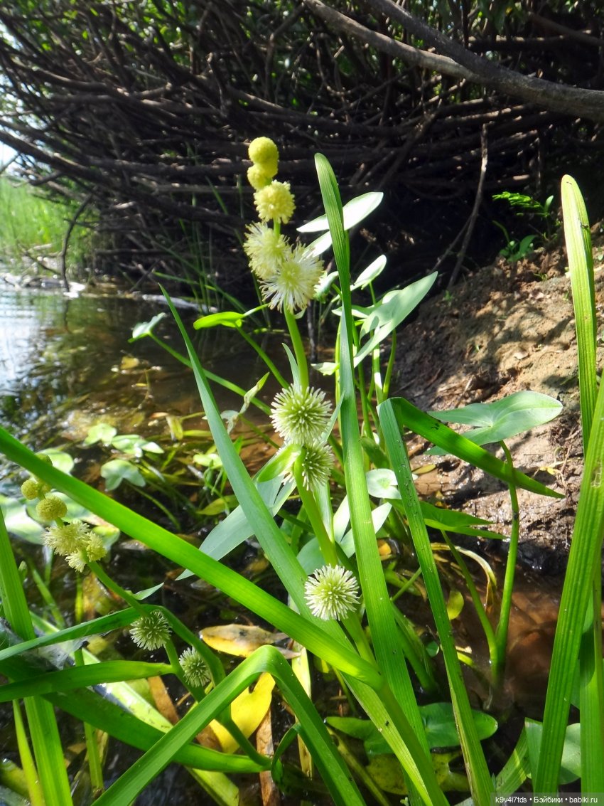 Русалочьи места — Домашние коллекции кукол: фото собраний