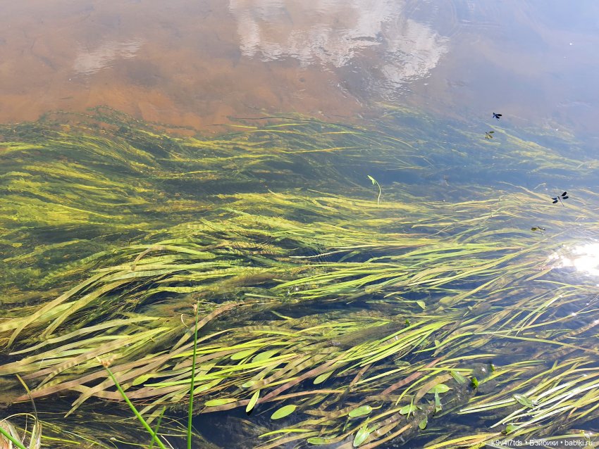 Русалочьи места — Домашние коллекции кукол: фото собраний
